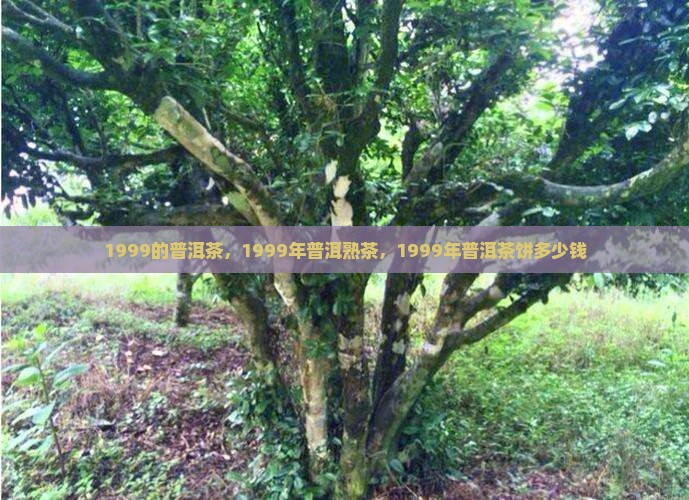 1999的普洱茶