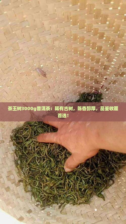 茶王树3000g普洱茶