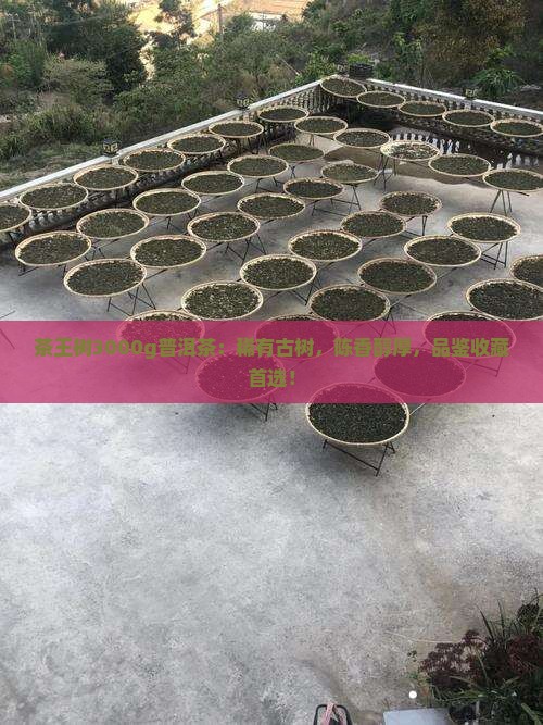 茶王树3000g普洱茶
