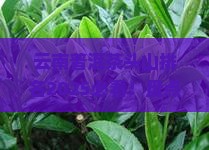 云南普洱茶头山排名