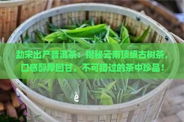 勐宋出产普洱茶