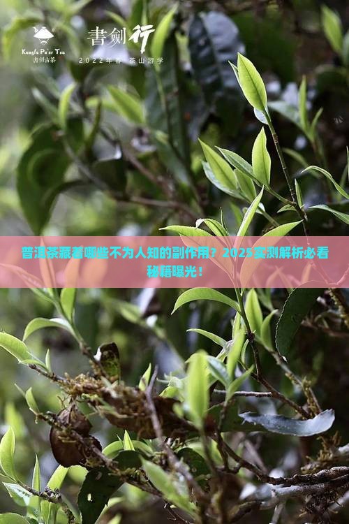普洱茶有没有副作用吗