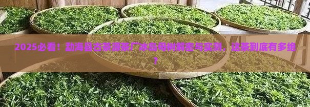 勐海县古茶源茶厂冰岛母树