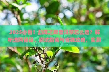 勐库之巅普洱茶