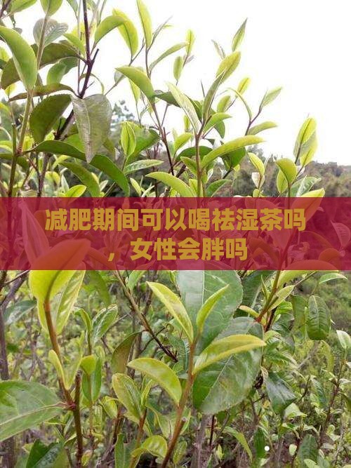 减肥期间可以喝祛湿茶吗