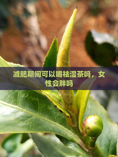 减肥期间可以喝祛湿茶吗
