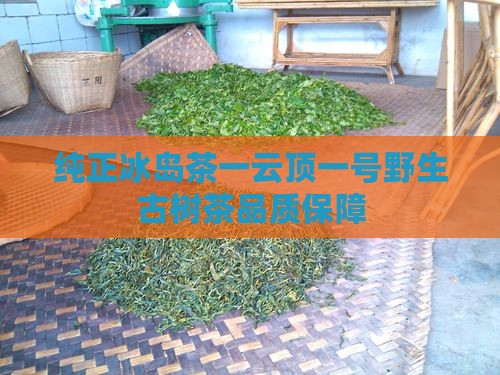 纯正冰岛茶一云顶一号