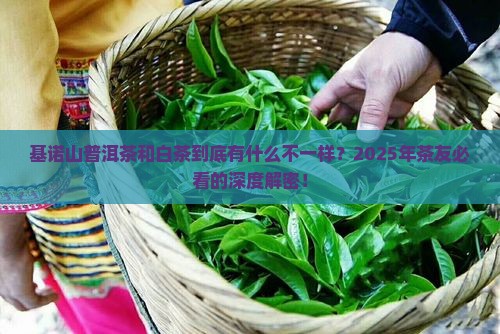 基诺山普洱茶和白茶