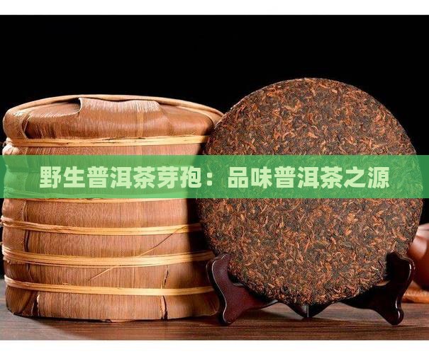 古树普洱茶芽孢