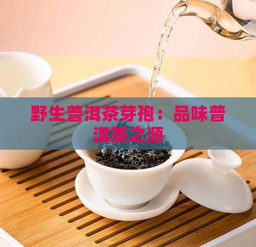 古树普洱茶芽孢