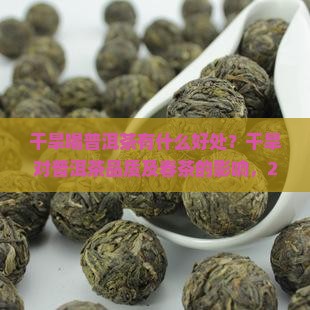 干旱喝普洱茶有什么好处