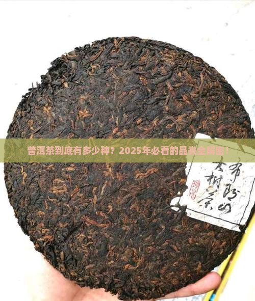 市面上普洱茶的品类