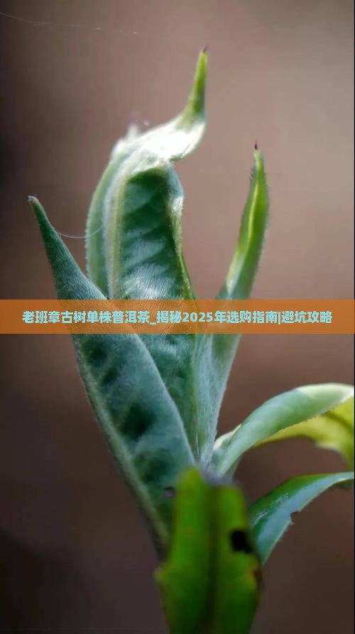 老班章古树单株普洱茶