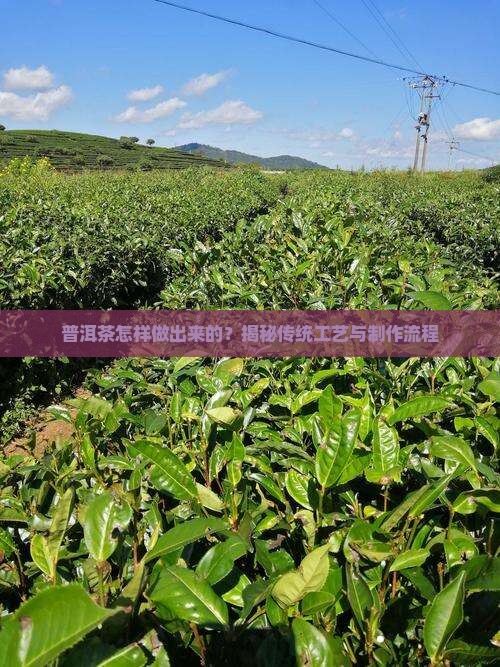 普洱茶怎样做出来的