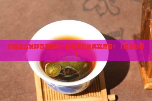 新疆适合发酵普洱茶吗为什么