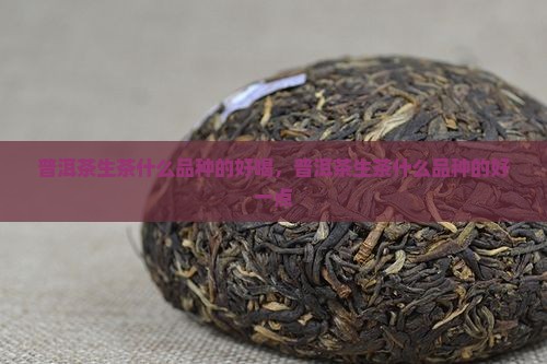 普洱茶生茶什么品种的好