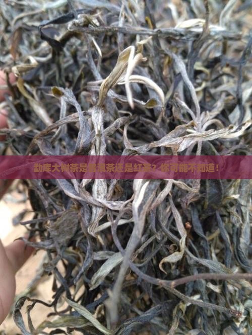 勐库大树茶是普洱茶还是红茶