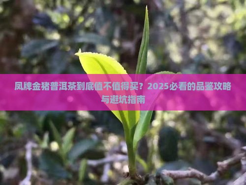 凤牌金猪普洱茶