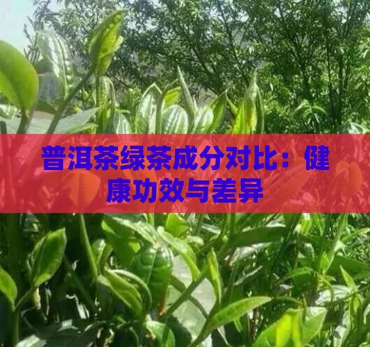 普洱茶绿茶成分对比
