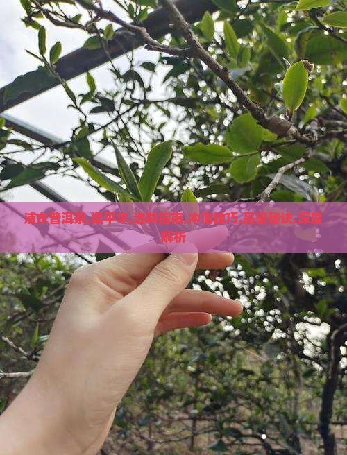 浦东普洱茶梁平华