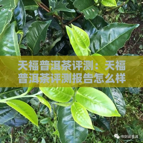 天福普洱茶评测