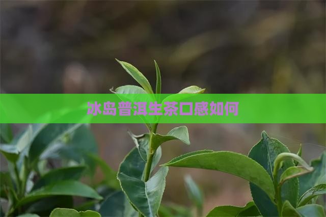 冰岛纯料生茶怎么样