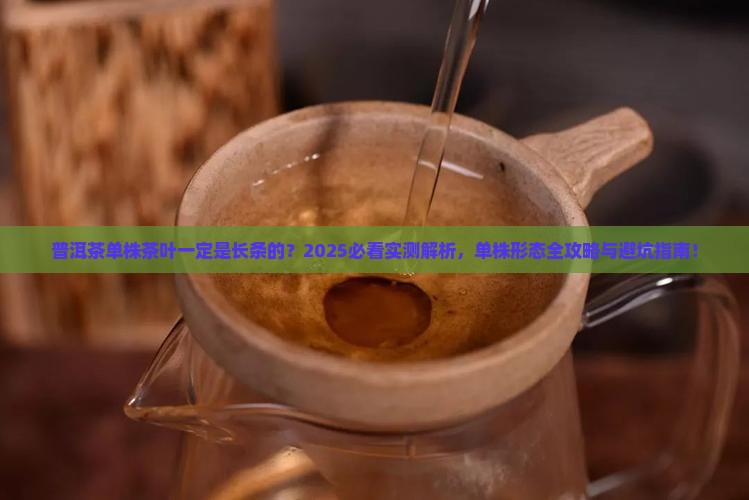 普洱茶单株茶叶一定是长条的吗