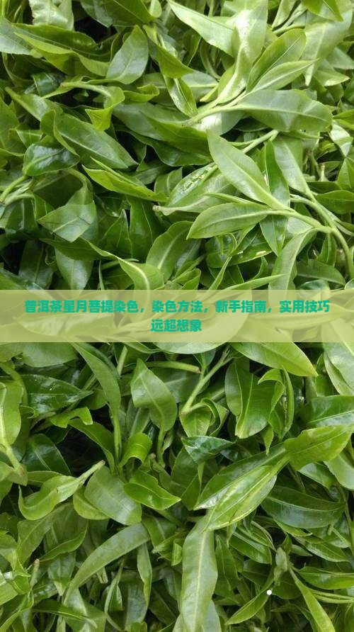 普洱茶星月菩提染色