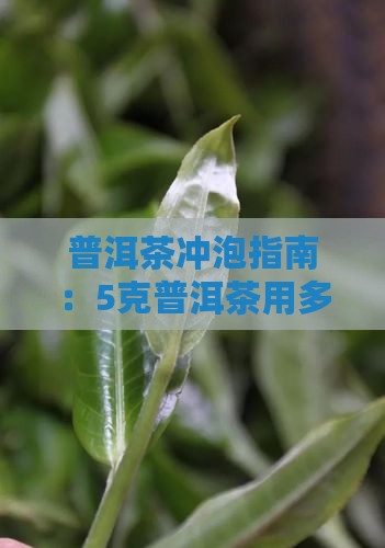 5克普洱茶倒多少开水