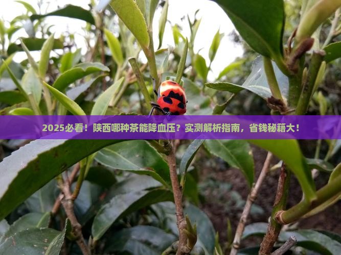 陕西什么茶降血压