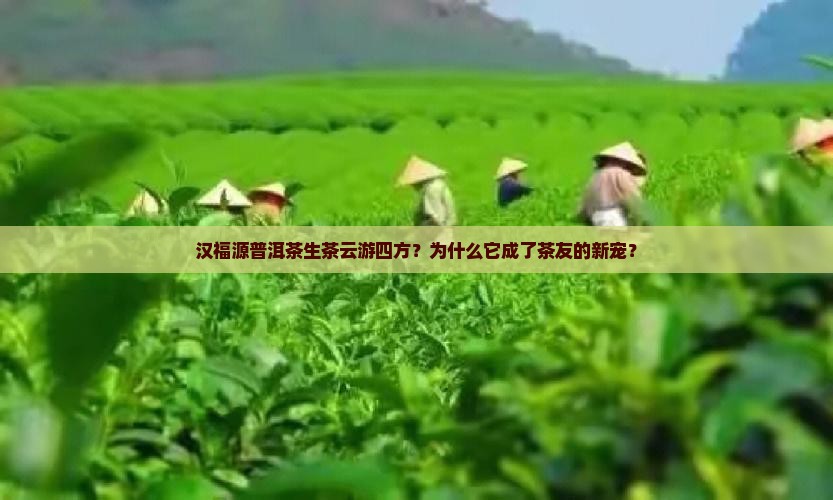 汉福源普洱茶生茶云游四方