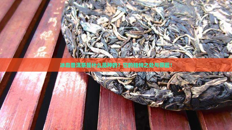 冰岛普洱茶是什么品种的