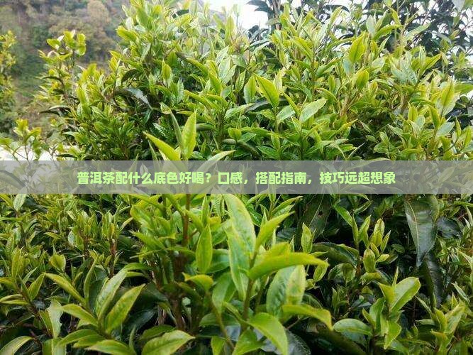 普洱茶配什么底色好喝