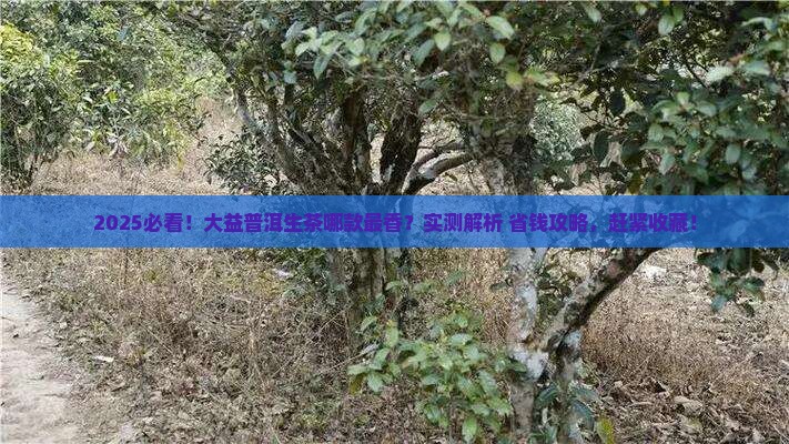 大益普洱茶哪款生茶好
