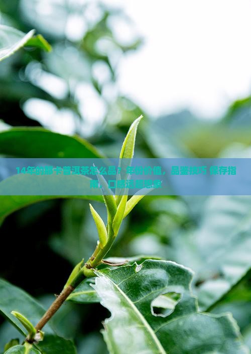 14年的那卡普洱茶