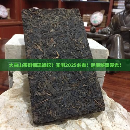 大雪山茶树上的蟒蛇