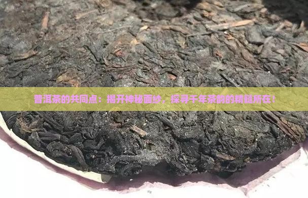 普洱茶的共同点