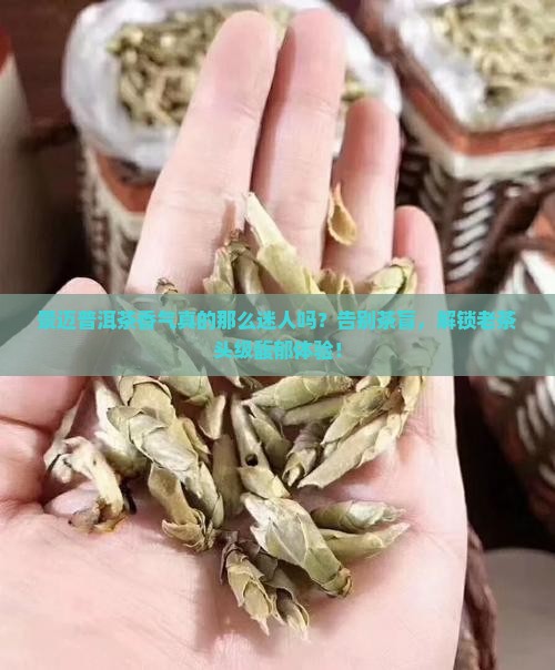 景迈普洱茶香气