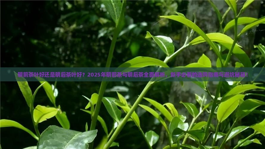 明前茶叶好还是明后茶叶好 明前茶叶好还是明后茶叶好