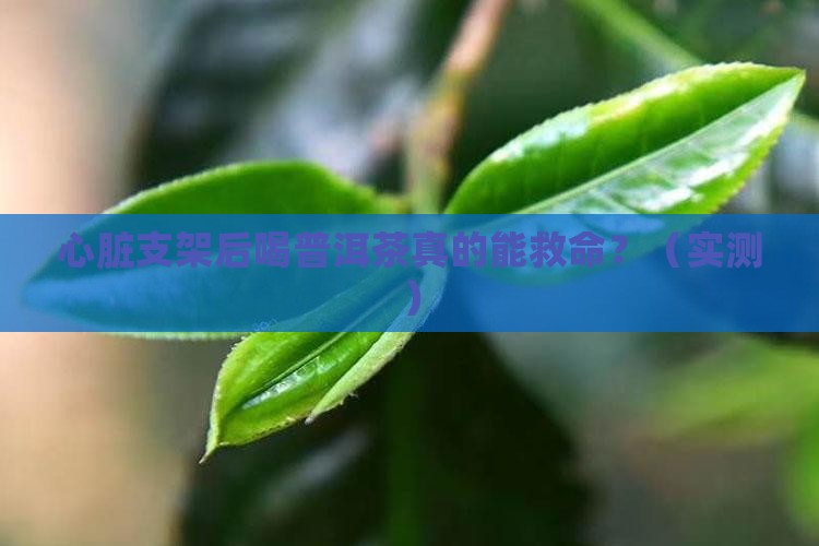 心脏支架后喝普洱茶