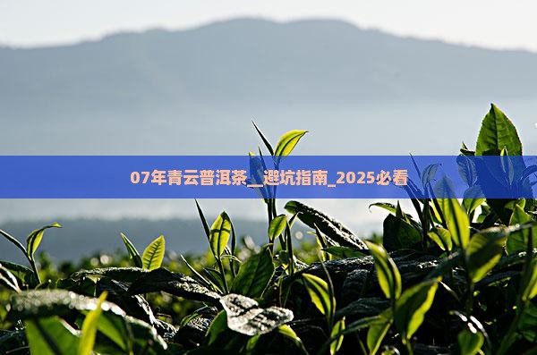 07年青云普洱茶