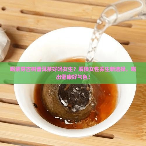 喝紫芽古树普洱茶好吗女生