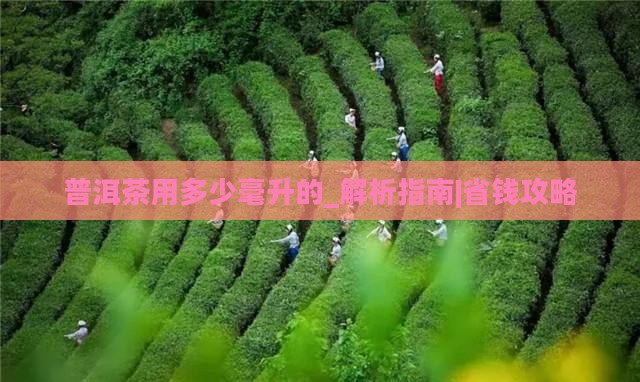 普洱茶用多少毫升的