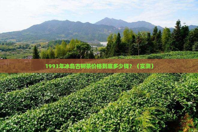 1993年冰岛古树茶价格