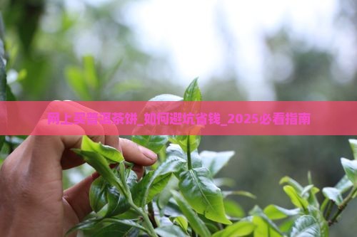 网上买普洱茶饼 网上买普洱茶饼