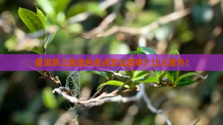 普洱茶上面金色点点怎么回事