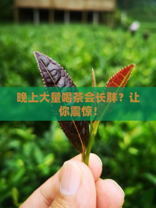 晚上大量喝茶会长胖