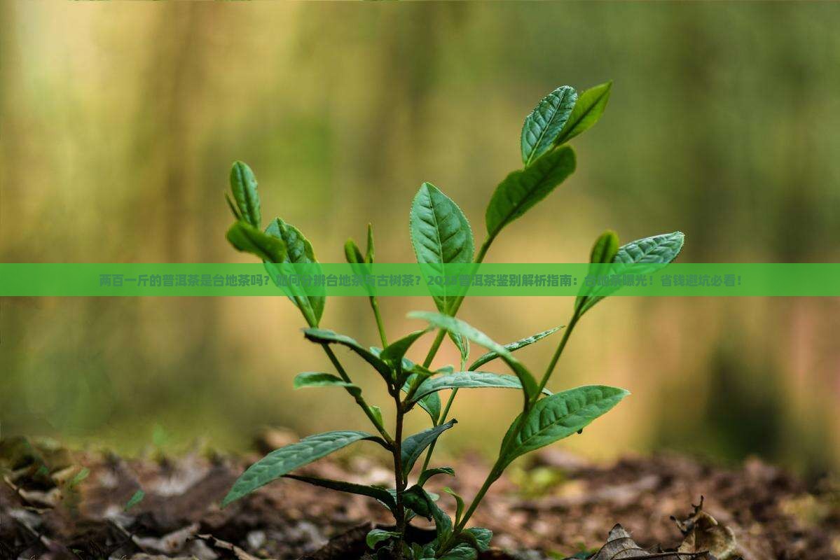 两百一斤的普洱茶是台地茶吗