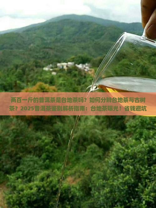两百一斤的普洱茶是台地茶吗