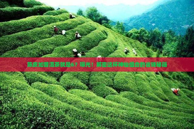 陈皮加普洱茶就是6